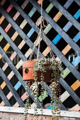 Plant in handmade hanging basket