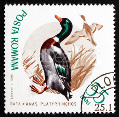 Postage stamp Romania 1965 Mallard, Wild Duck, Bird