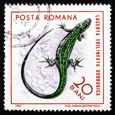 Postage stamp Romania 1965 Three-lined Lizard, Reptile