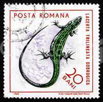 Postage stamp Romania 1965 Three-lined Lizard, Reptile