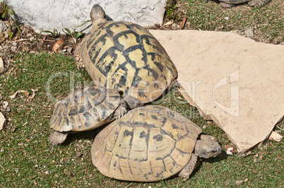 Testudo hermanni boettgeri