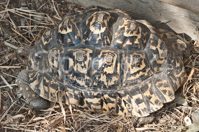 Geochelone pardalis