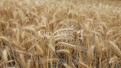 Mature Wheat