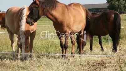 grazing horses