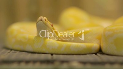 yellow snake