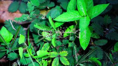 shy plant: mimosa pudica