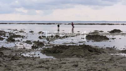 gathering oyster during low tide