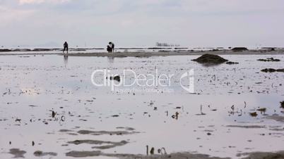 gathering oyster during low tide