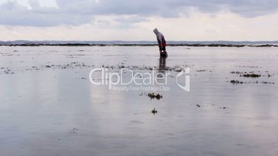 gathering oyster during low tide