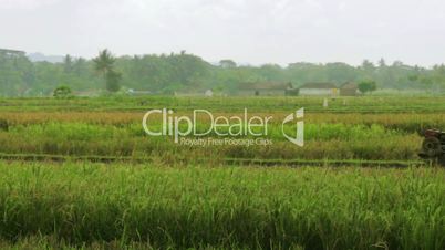 agriculture workers on rice field