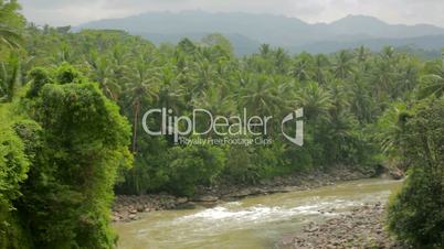 exotic jungle with palm trees