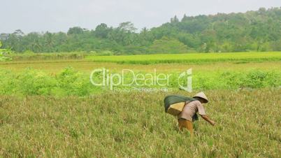 agriculture workers on rice field