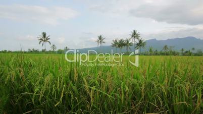 beautifful rice fields in bali