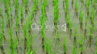 beautifful rice fields in bali