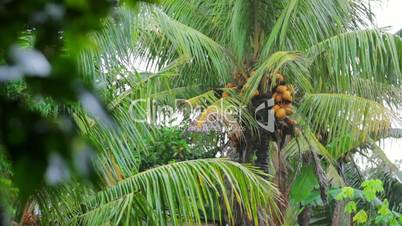 coconut tree on rainy day