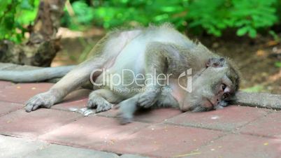 monkey resting