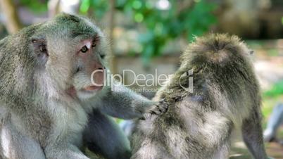 monkey family cleaning louse