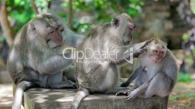 monkey family cleaning louse