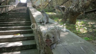 monkeys in uluwatu temple, bali