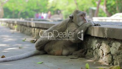 monkey thinking, uluwatu, bali