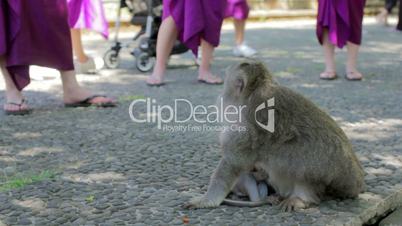 monkeys in uluwatu temple, bali