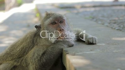 monkey thinking, uluwatu, bali