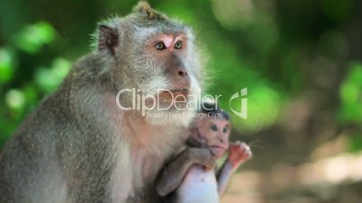 monkey family, uluwatu, bali