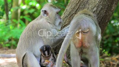 monkey family, uluwatu, bali