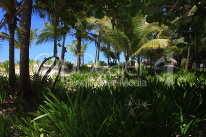 Palmenwald am Strand (Dominikanische Republik)