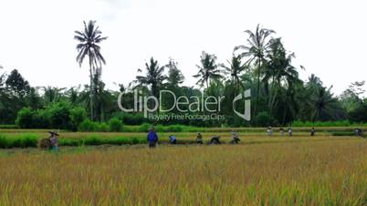 agriculture workers on rice field