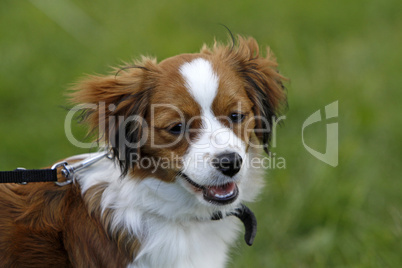 Kooikerhondje