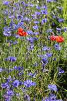 Kornblumen und Klatschmohn