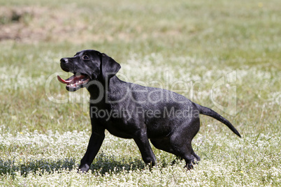 Schwarzer Labrador Retriever Welpe
