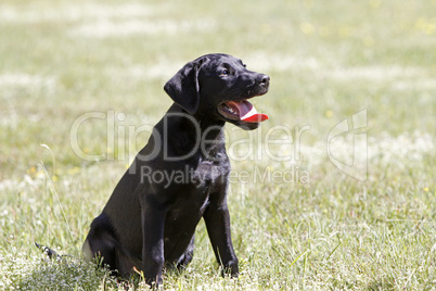 Schwarzer Labrador Retriever Welpe