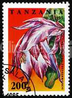 Postage stamp Tanzania 1995 Schlumbergera Orssighiana, Cactus Fl