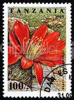 Postage stamp Tanzania 1995 Rebutia Spegazziniana, Cactus Flower