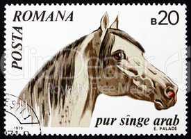 Postage stamp Romania 1970 Arabian Thoroughbred, Horse