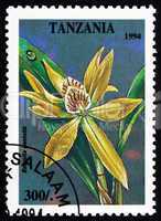 Postage stamp Tanzania 1994 Stake-like Anacheilium, Encyclia Pen