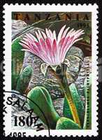 Postage stamp Tanzania 1995 Cerochlamys Pachyphylla, Cactus Flow