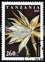 Postage stamp Tanzania 1995 Fishbone Cactus, Epiphyllum Darrahii