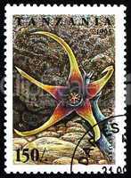 Postage stamp Tanzania 1995 Caralluma Lugarii, Cactus Flower
