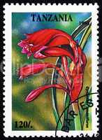 Postage stamp Tanzania 1994 Cyrtanthus Minimiflorus, Plant