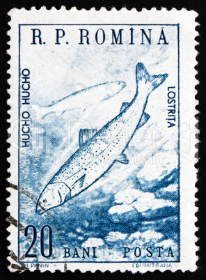 Postage stamp Romania 1960 Huchen, Danube Salmon