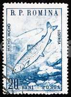 Postage stamp Romania 1960 Huchen, Danube Salmon