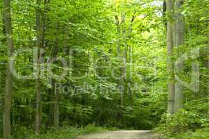France, Hautil forest in Jouy le Moutier