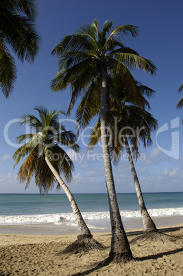 France, Martinique, Salines beach in Sainte Anne