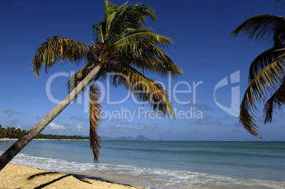 France, Martinique, Salines beach in Sainte Anne