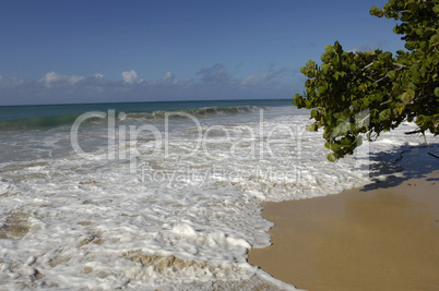 France, Martinique, Salines beach in Sainte Anne