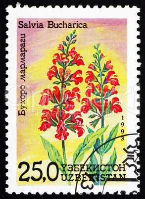 Postage stamp Uzbekistan 1993 Sage, Salvia Bucharica, Flower