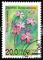 Postage stamp Uzbekistan 1993 Dianthus, Dianthus Uzbekistanicus,